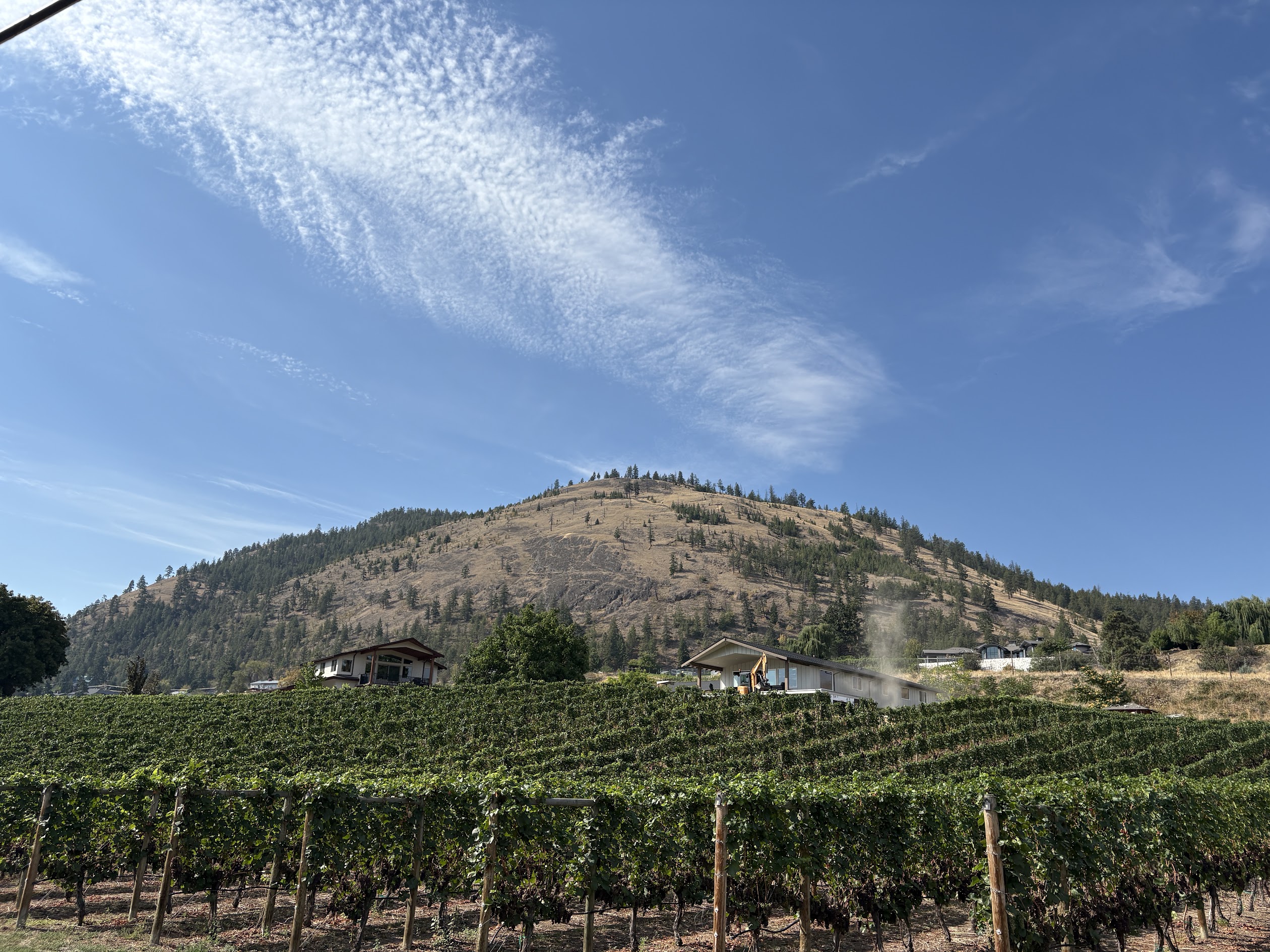 Summerland vineyard rows beneath a rugged hill and bright blue sky
