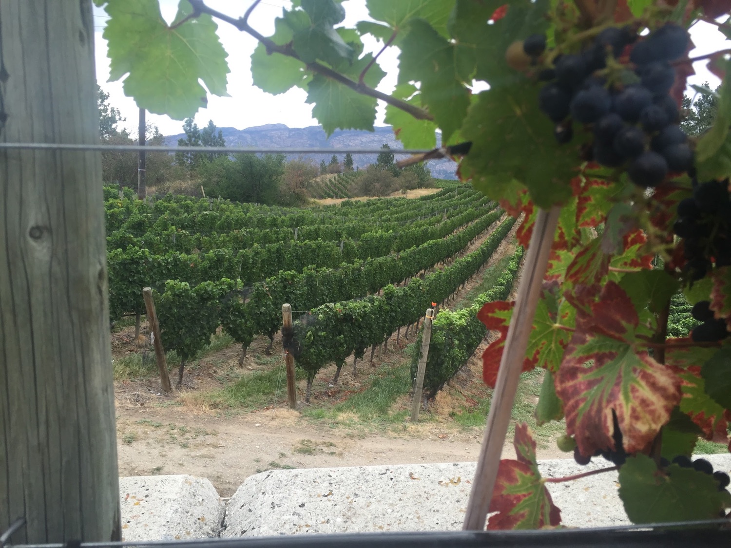 Grapes framing rows of Summerland vines