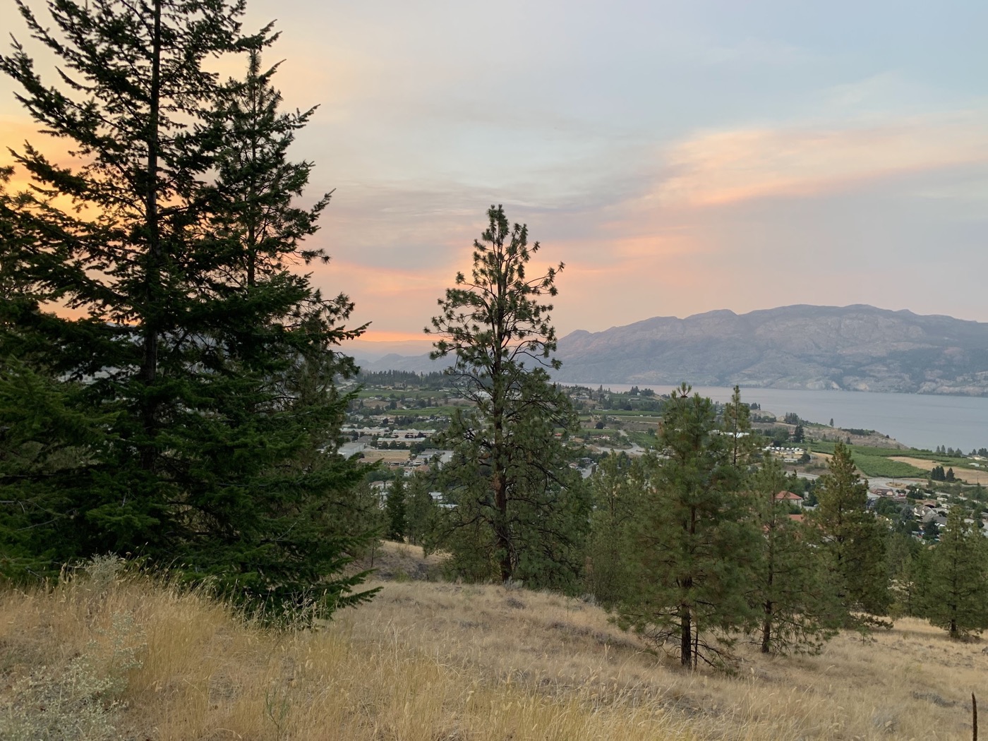 Summerland orchards, pines and lake in evening light